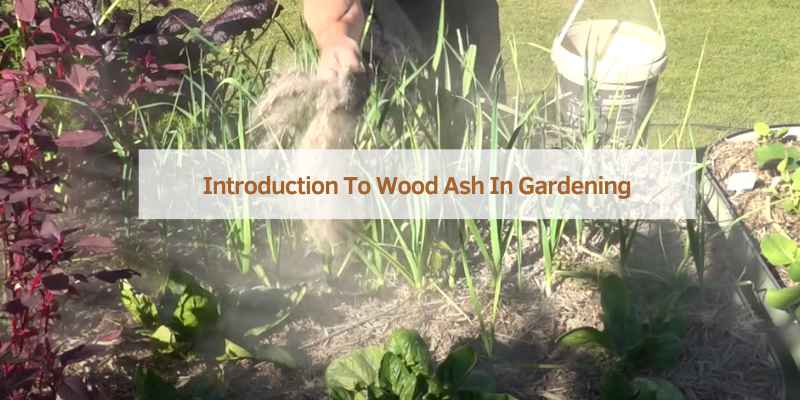 Introduction To Wood Ash In Gardening