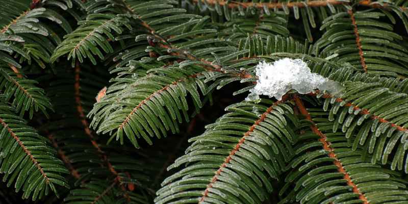 Douglas Fir Vs Pine