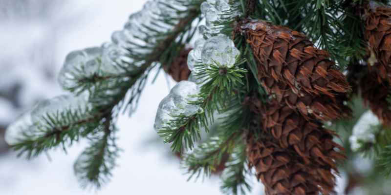 Douglas Fir Vs Pine