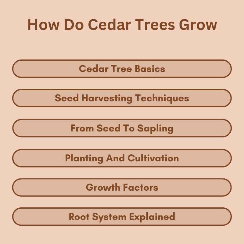 How Do Cedar Trees Grow