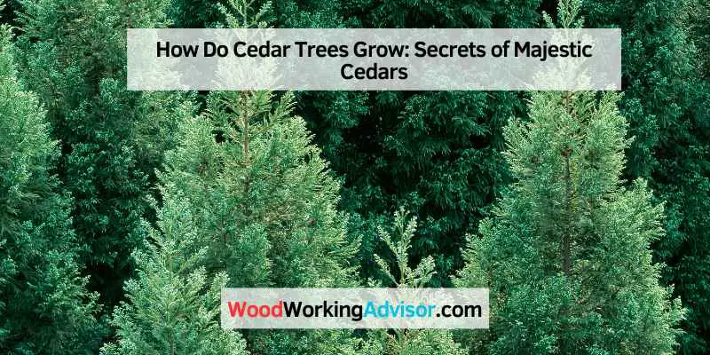 How Do Cedar Trees Grow
