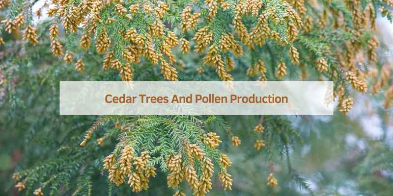 How Do Cedar Trees Release Pollen