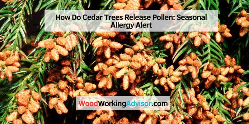 How Do Cedar Trees Release Pollen