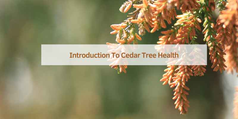 Introduction To Cedar Tree Health