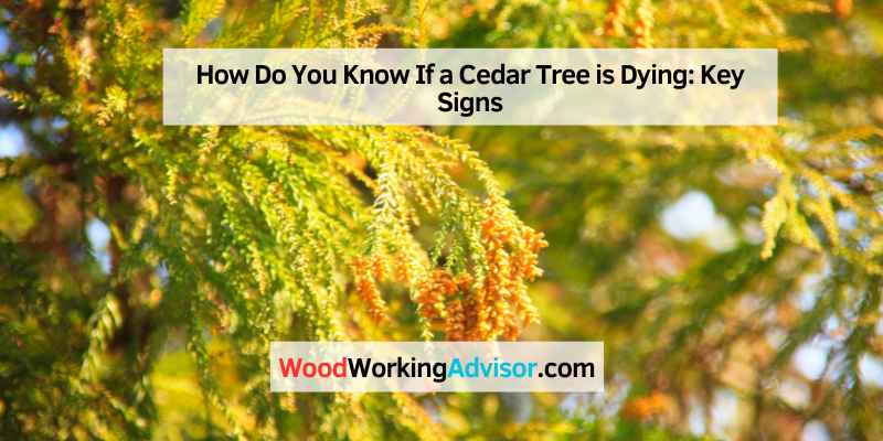 How Do You Know If a Cedar Tree is Dying