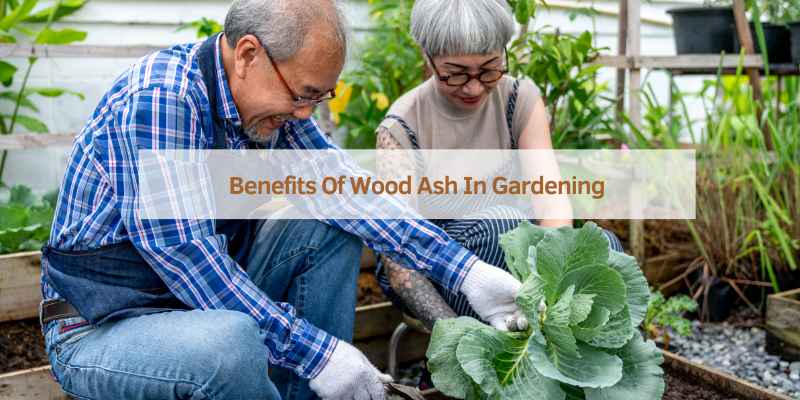 Benefits Of Wood Ash In Gardening