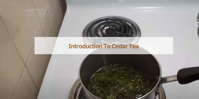 Introduction To Cedar Tea