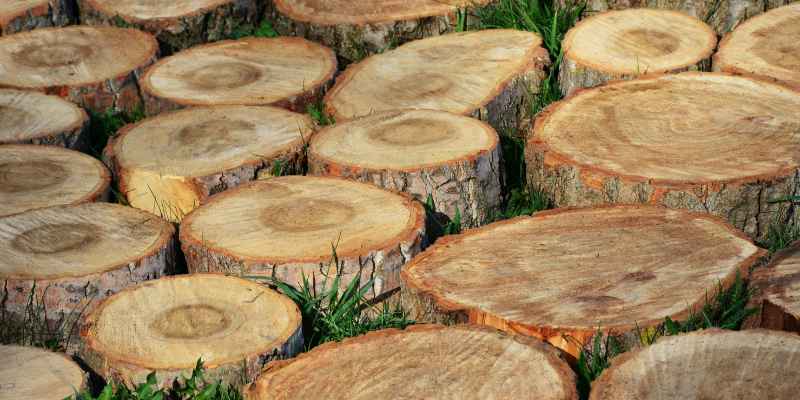 How To Dry Wood Slices