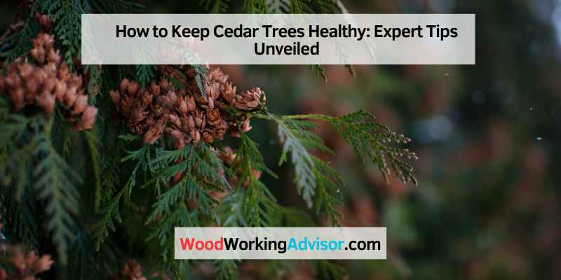 How to Keep Cedar Trees Healthy