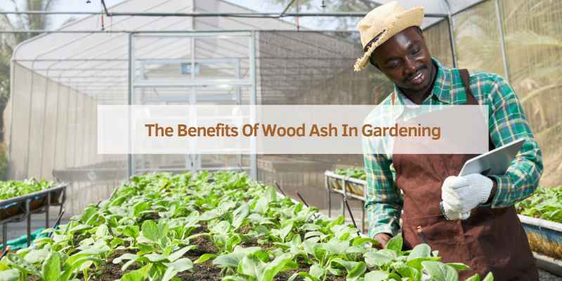 The Benefits Of Wood Ash In Gardening