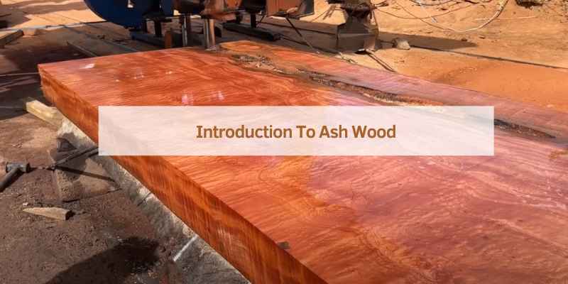 Introduction To Ash Wood
