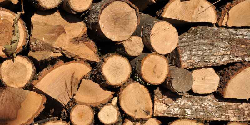 Is It Safe to Burn Ash Wood