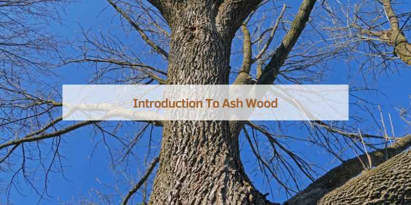 Introduction To Ash Wood