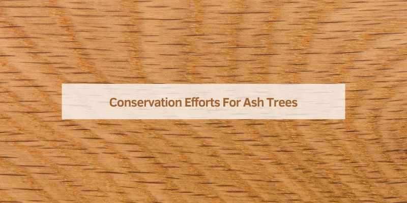 Conservation Efforts For Ash Trees
