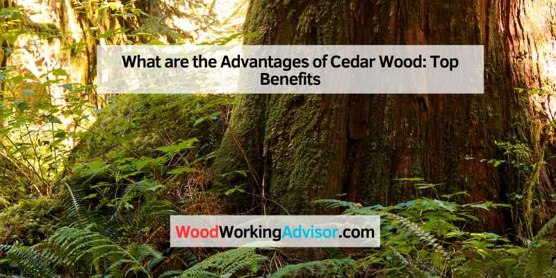 What are the Advantages of Cedar Wood