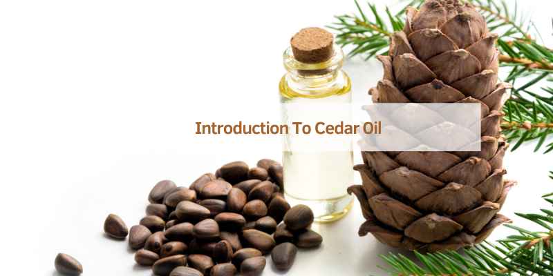 Introduction To Cedar Oil