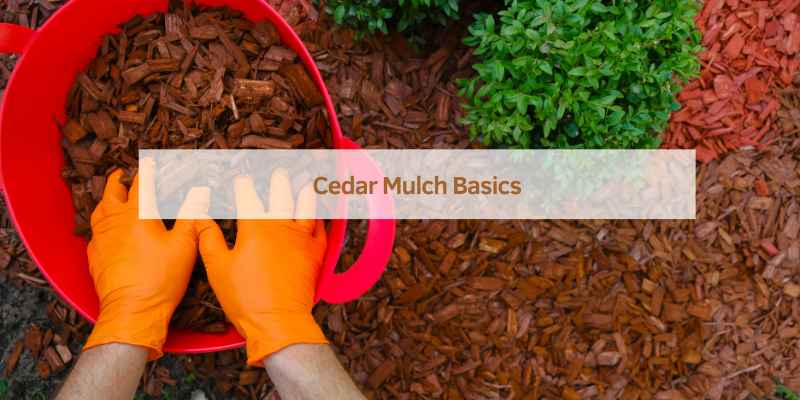 Cedar Mulch Basics