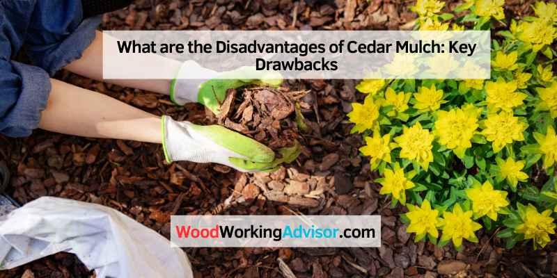What are the Disadvantages of Cedar Mulch