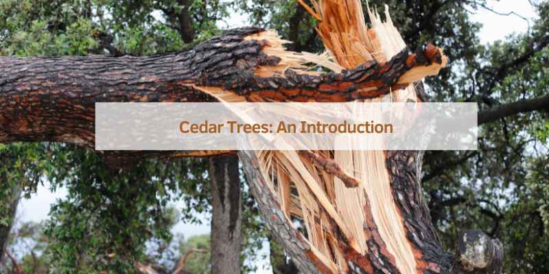 Cedar Trees: An Introduction