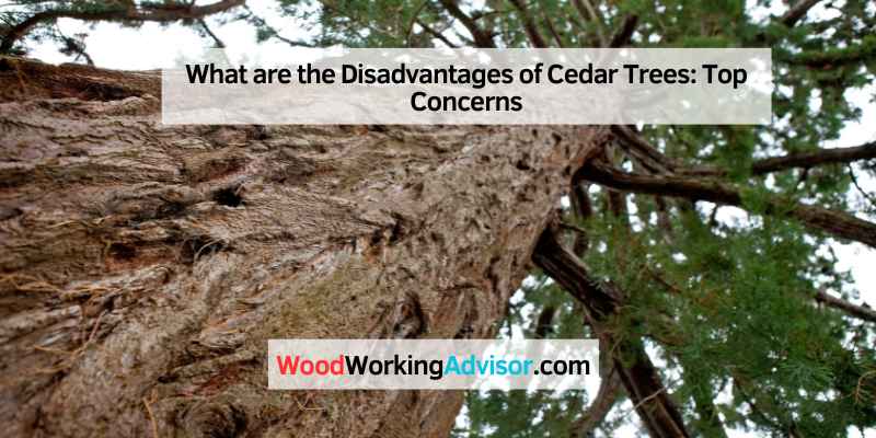 What are the Disadvantages of Cedar Trees
