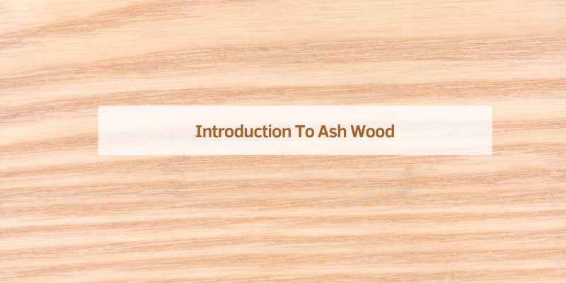 Introduction To Ash Wood