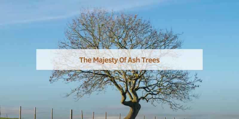 The Majesty Of Ash Trees
