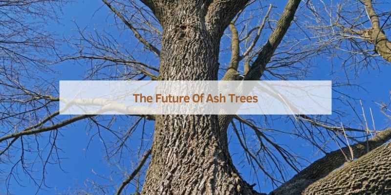 The Future Of Ash Trees