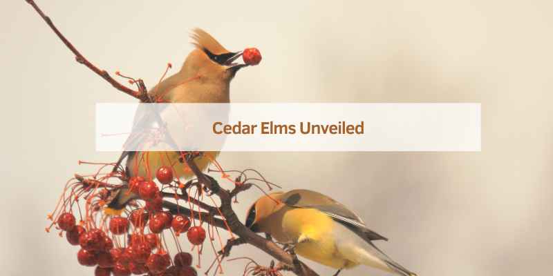 Cedar Elms Unveiled