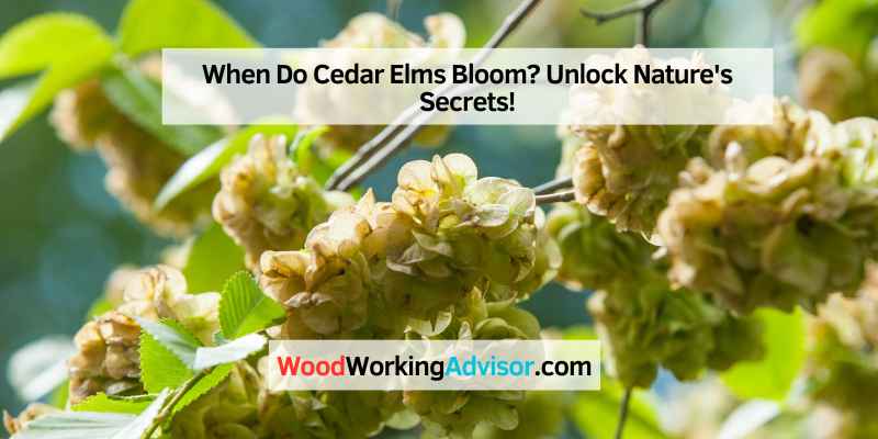 When Do Cedar Elms Bloom