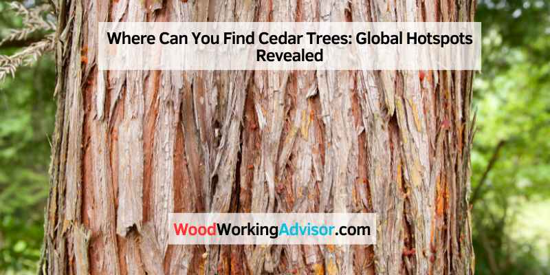 Where Can You Find Cedar Trees