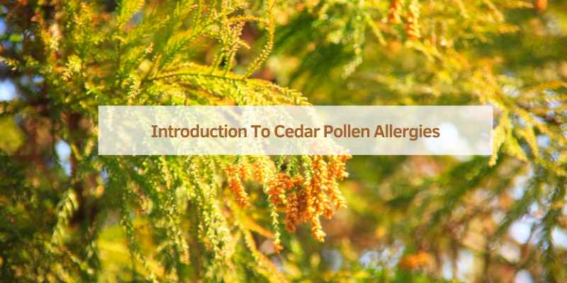 Introduction To Cedar Pollen Allergies