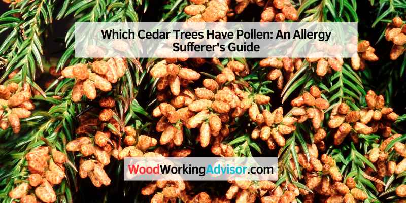 Which Cedar Trees Have Pollen