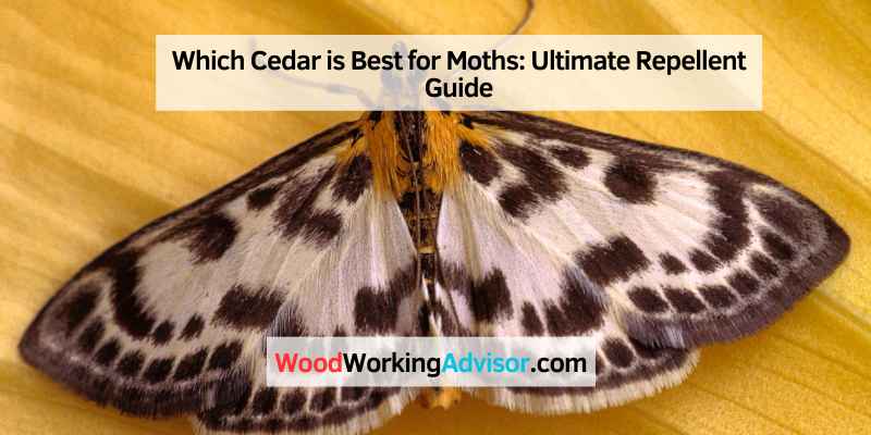 Which Cedar is Best for Moths