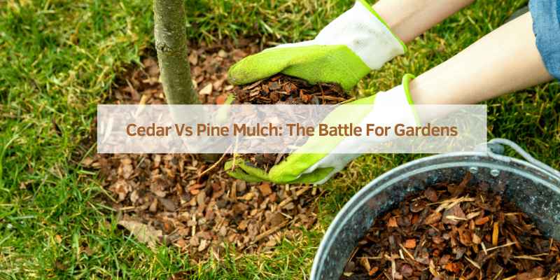 Cedar Vs Pine Mulch: The Battle For Gardens