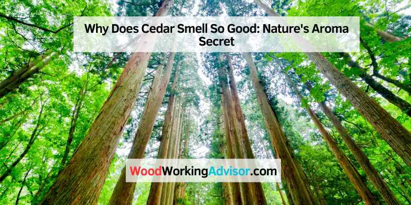 Why Does Cedar Smell So Good