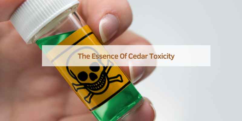 The Essence Of Cedar Toxicity