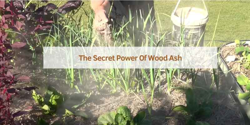 The Secret Power Of Wood Ash