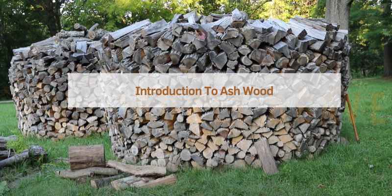 Introduction To Ash Wood