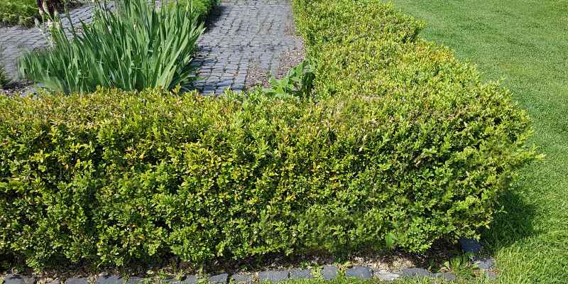 Can You Use Holly Tone on Boxwoods