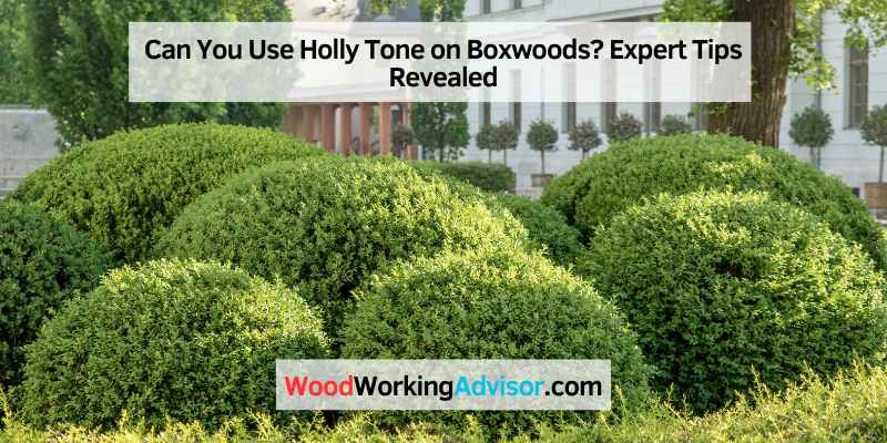 Can You Use Holly Tone on Boxwoods? Expert Tips Revealed