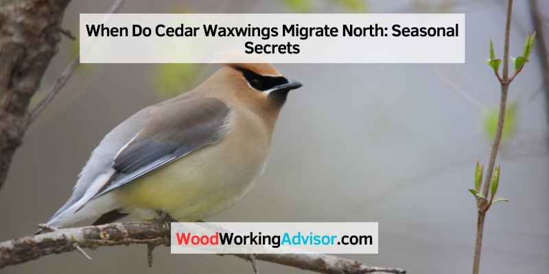 When Do Cedar Waxwings Migrate North