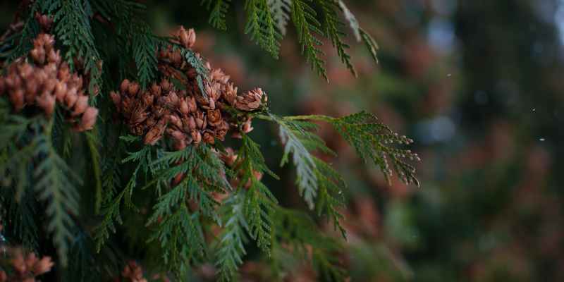 Cedar Tea Benefits