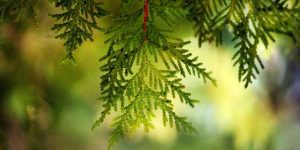 Cedar Tea Benefits