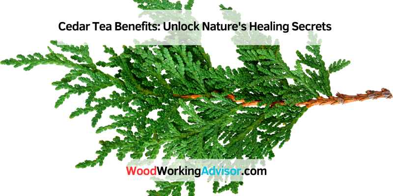 Cedar Tea Benefits