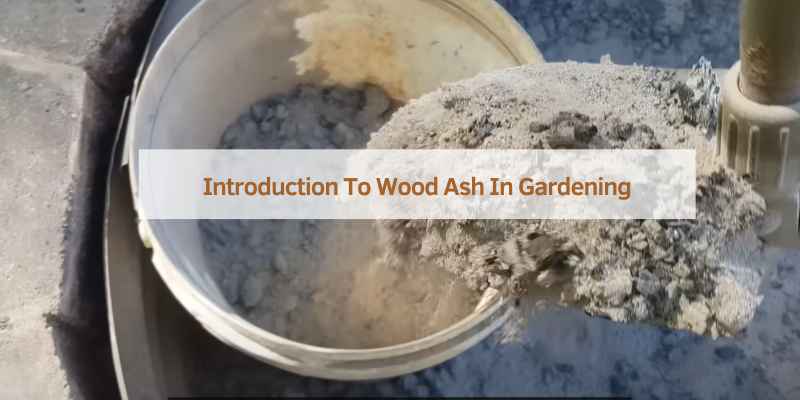 Introduction To Wood Ash In Gardening