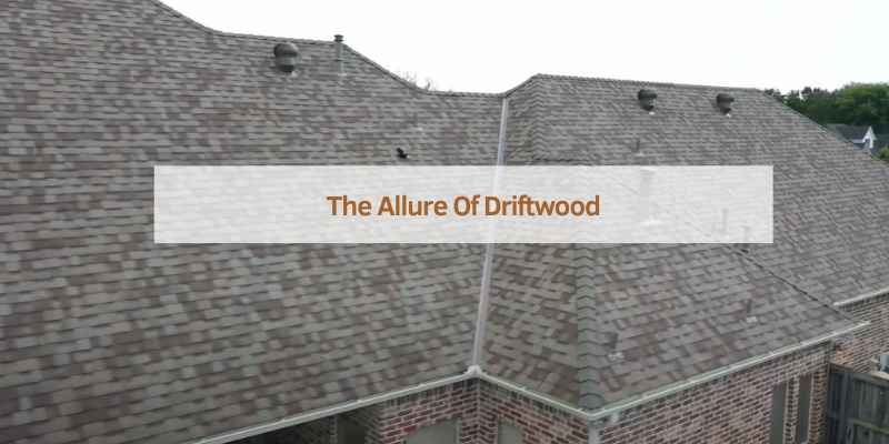 The Allure Of Driftwood