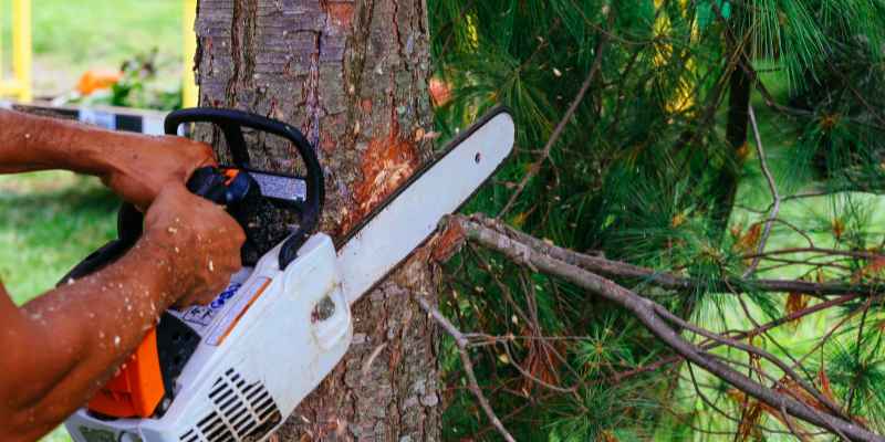 How Big of a Tree Can a 20-Inch Chainsaw Cut