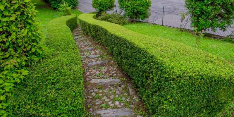 How Often Should You Water Cedar Hedges