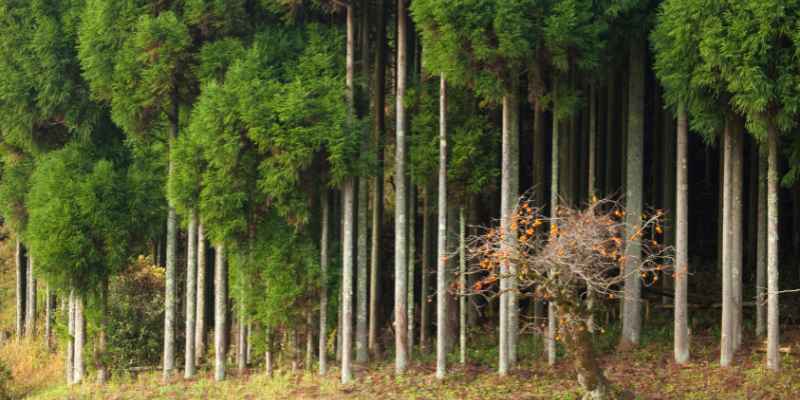 How Often Should You Water Cedar Trees