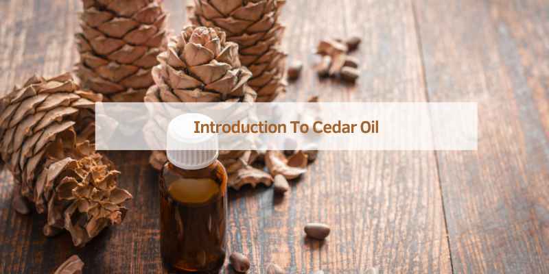 Introduction To Cedar Oil